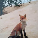 Goscinne 